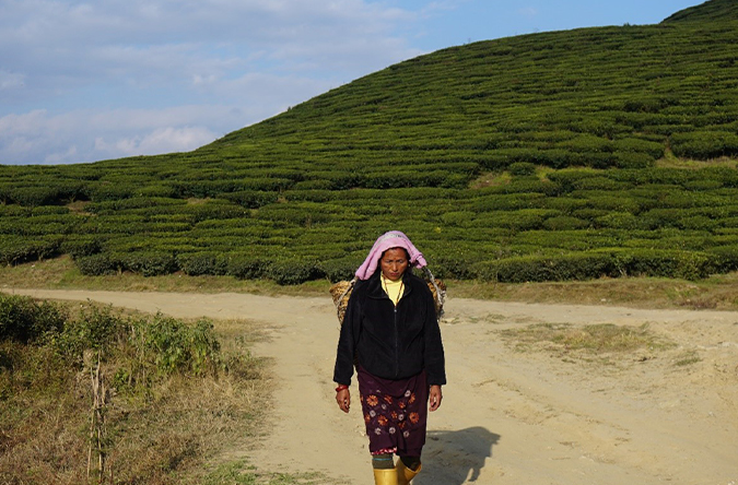 Exploring Ilam: A Journey Through the Land of Tea and Tranquility