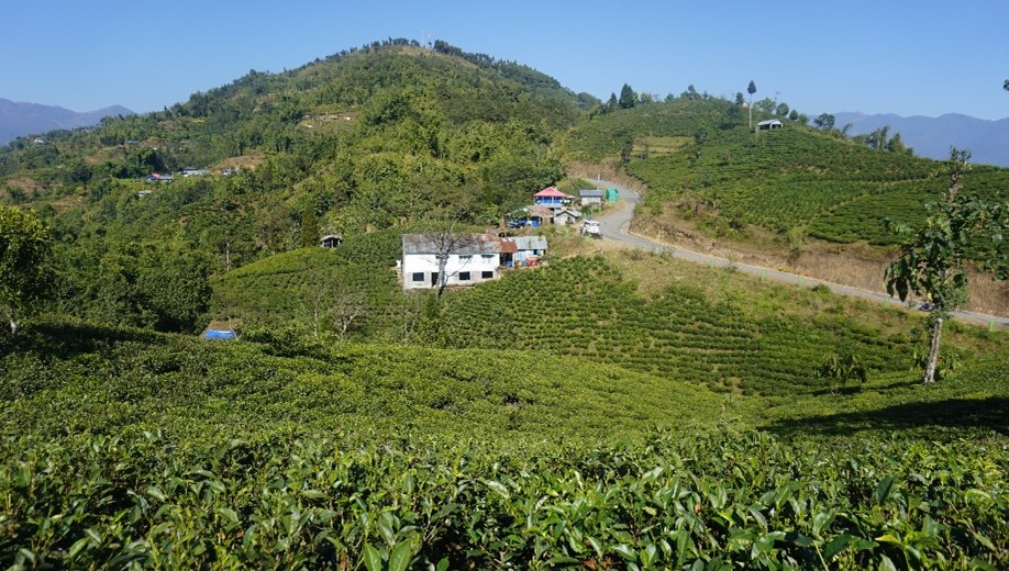 Exploring Ilam: A Journey Through the Land of Tea and Tranquility