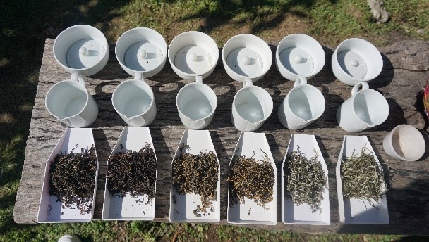 Exploring Ilam: A Journey Through the Land of Tea and Tranquility