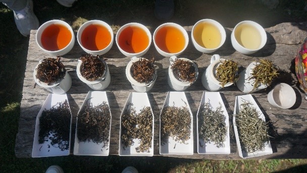 Exploring Ilam: A Journey Through the Land of Tea and Tranquility
